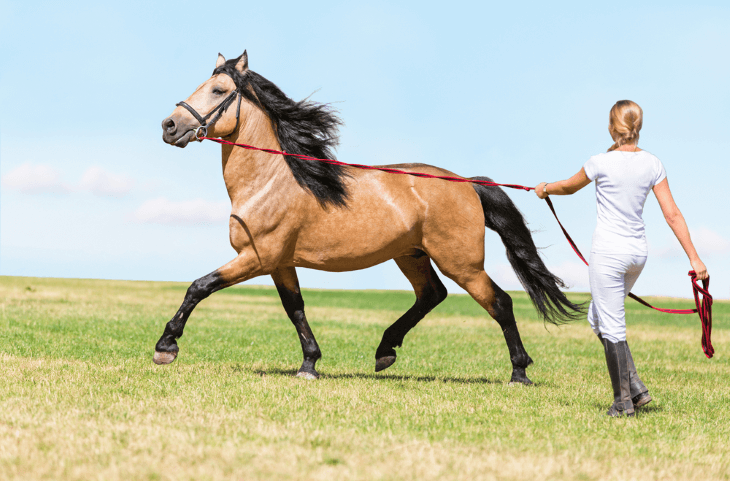 Horse Coaching and Education
