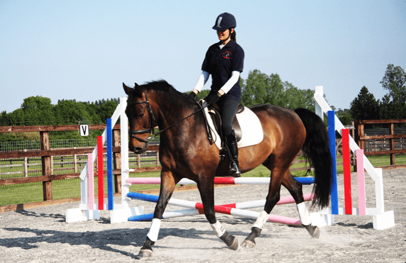 The Danish Warmblood is a relatively modern breed in the sport horse category