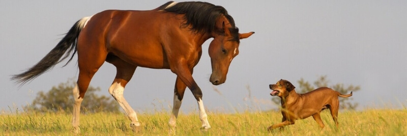 Horses Are Bigger Versions of Dogs