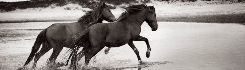 Horses See the World in Black and White