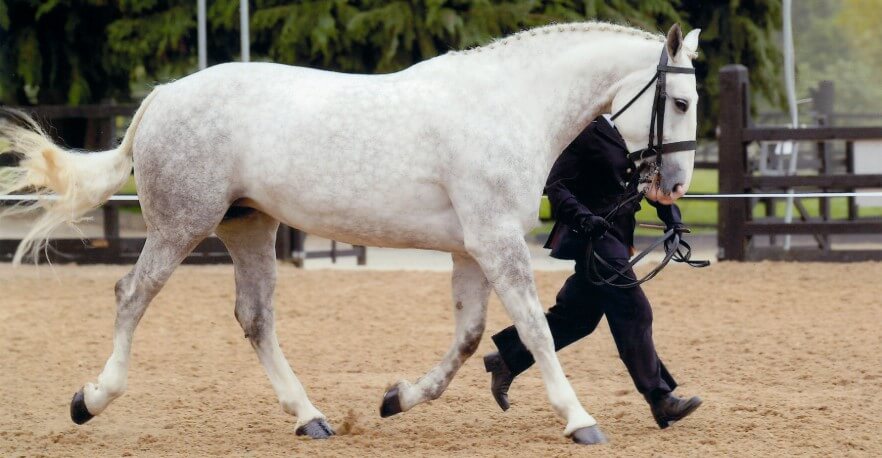 Physical Characteristics Irish Draught Horse