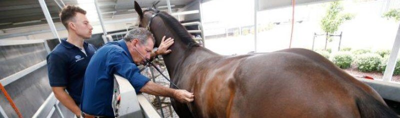 The vet evaluates the performance of the heart and the lungs of a horse
