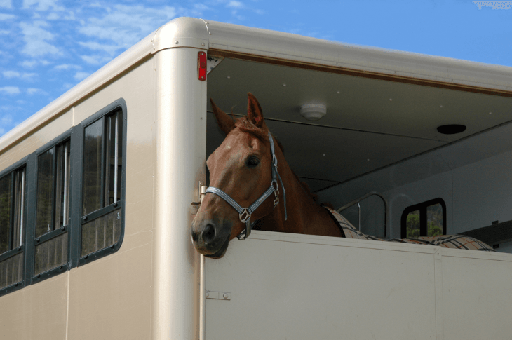 Horse transportation guideline